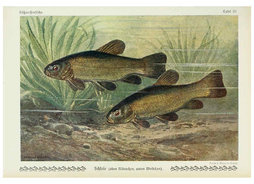 Reproducción/Reproduction 6102603307: Unsere Süßwasserfische Leipzig :Quelle & Meyer,1913