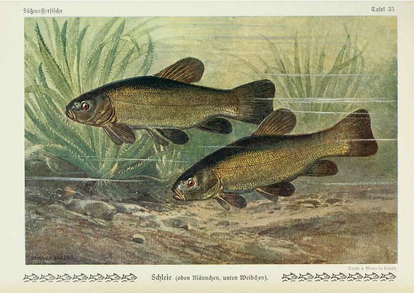Reproducción/Reproduction 6102603307: Unsere Süßwasserfische Leipzig :Quelle & Meyer,1913