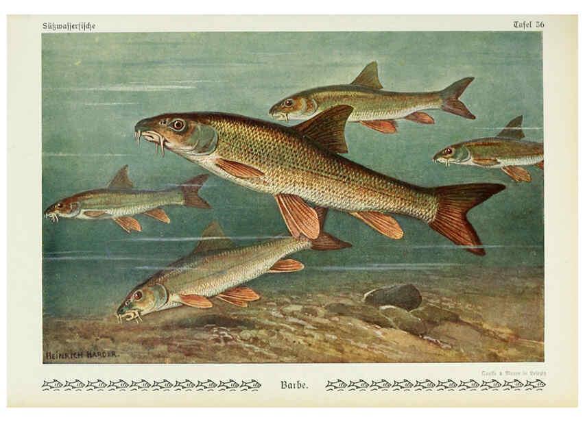Reproducción/Reproduction 6102603473: Unsere Süßwasserfische Leipzig :Quelle & Meyer,1913