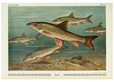 Reproducción/Reproduction 6102603473: Unsere Süßwasserfische Leipzig :Quelle & Meyer,1913