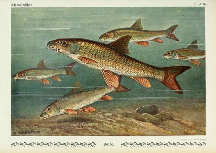 Reproducción/Reproduction 6102603473: Unsere Süßwasserfische Leipzig :Quelle & Meyer,1913