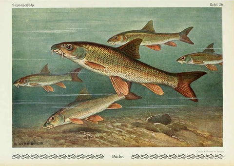 Reproducción/Reproduction 6102603473: Unsere Süßwasserfische Leipzig :Quelle & Meyer,1913