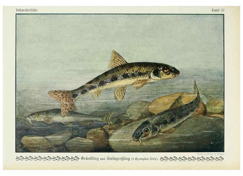 Reproducción/Reproduction 6103149190: Unsere Süßwasserfische Leipzig :Quelle & Meyer,1913