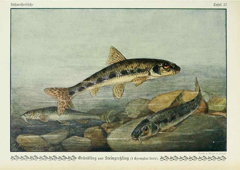 Reproducción/Reproduction 6103149190: Unsere Süßwasserfische Leipzig :Quelle & Meyer,1913