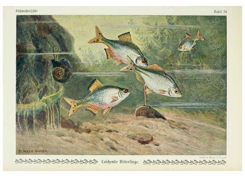 Reproducción/Reproduction 6103149398: Unsere Süßwasserfische Leipzig :Quelle & Meyer,1913