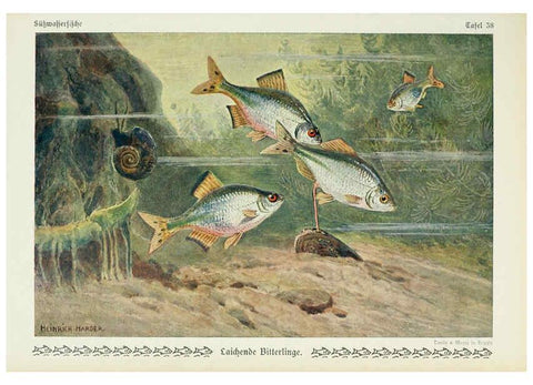Reproducción/Reproduction 6103149398: Unsere Süßwasserfische Leipzig :Quelle & Meyer,1913