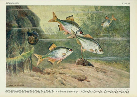 Reproducción/Reproduction 6103149398: Unsere Süßwasserfische Leipzig :Quelle & Meyer,1913