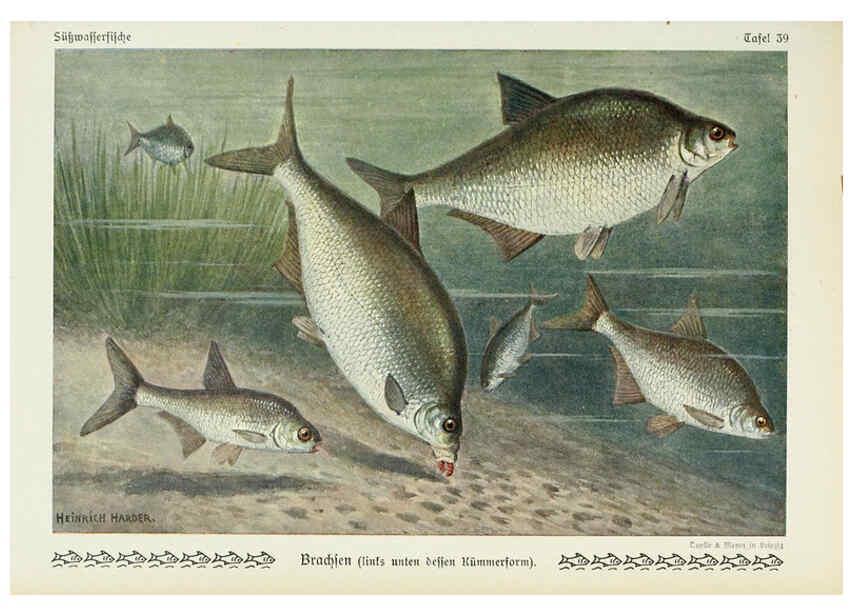 Reproducción/Reproduction 6103149682: Unsere Süßwasserfische Leipzig :Quelle & Meyer,1913