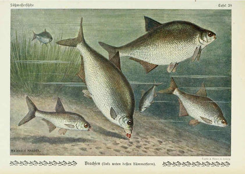 Reproducción/Reproduction 6103149682: Unsere Süßwasserfische Leipzig :Quelle & Meyer,1913