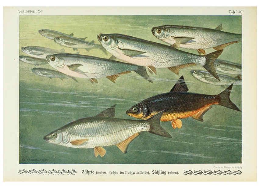 Reproducción/Reproduction 6102604451: Unsere Süßwasserfische Leipzig :Quelle & Meyer,1913