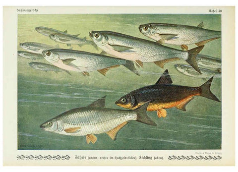 Reproducción/Reproduction 6102604451: Unsere Süßwasserfische Leipzig :Quelle & Meyer,1913