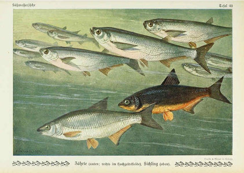 Reproducción/Reproduction 6102604451: Unsere Süßwasserfische Leipzig :Quelle & Meyer,1913