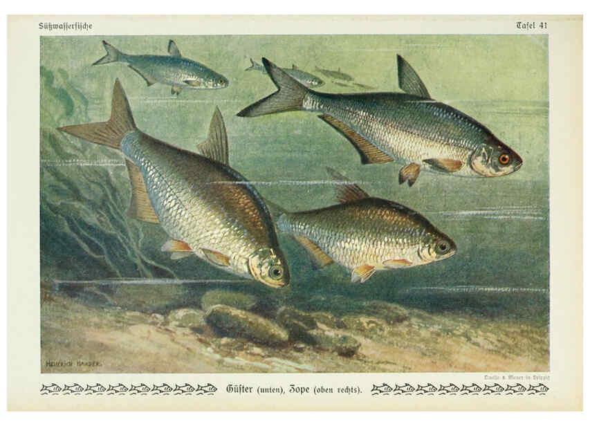 Reproducción/Reproduction 6103150232: Unsere Süßwasserfische Leipzig :Quelle & Meyer,1913