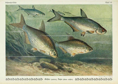 Reproducción/Reproduction 6103150232: Unsere Süßwasserfische Leipzig :Quelle & Meyer,1913