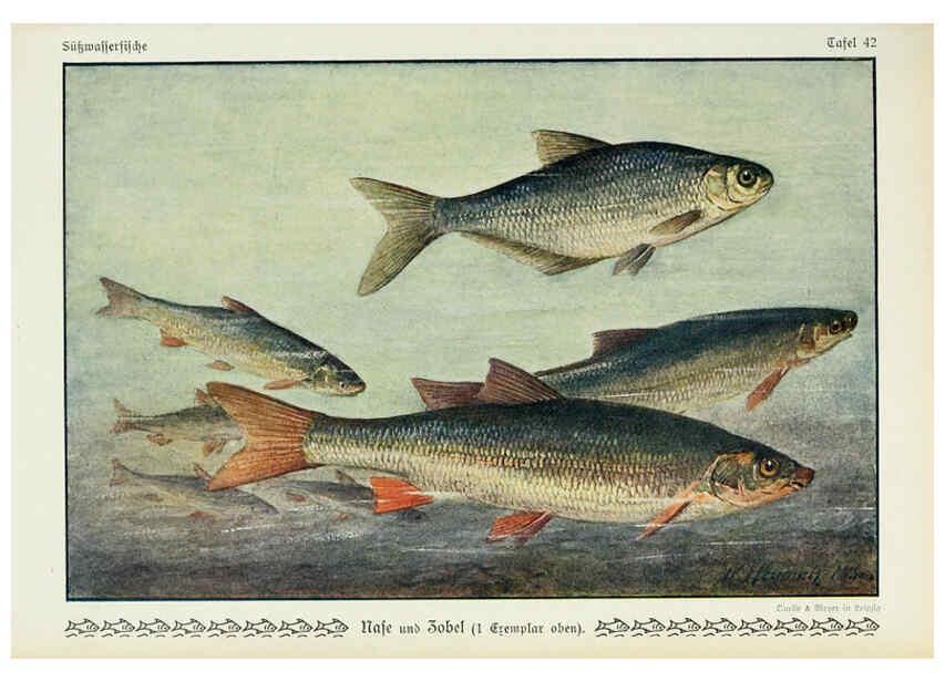Reproducción/Reproduction 6102604885: Unsere Süßwasserfische Leipzig :Quelle & Meyer,1913