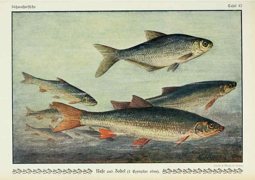 Reproducción/Reproduction 6102604885: Unsere Süßwasserfische Leipzig :Quelle & Meyer,1913