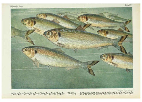 Reproducción/Reproduction 6102601543: Unsere Süßwasserfische Leipzig :Quelle & Meyer,1913