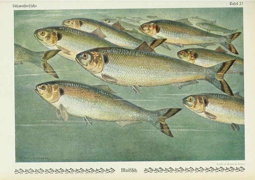 Reproducción/Reproduction 6102601543: Unsere Süßwasserfische Leipzig :Quelle & Meyer,1913