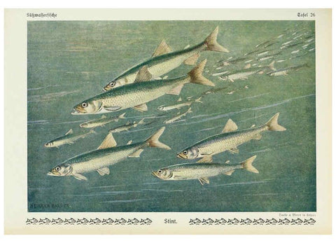 Reproducción/Reproduction 6102601327: Unsere Süßwasserfische Leipzig :Quelle & Meyer,1913