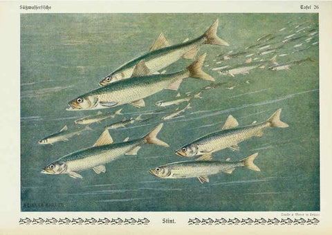 Reproducción/Reproduction 6102601327: Unsere Süßwasserfische Leipzig :Quelle & Meyer,1913