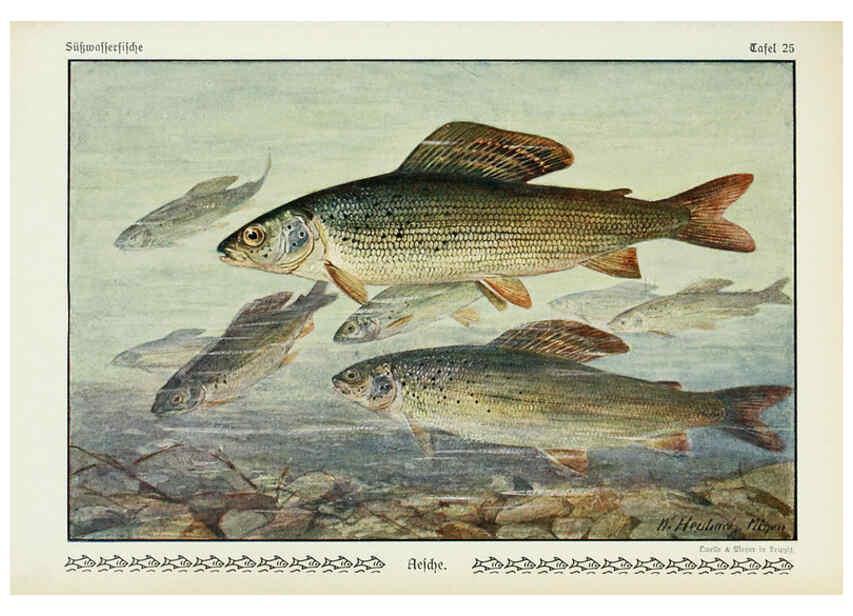 Reproducción/Reproduction 6103146412: Unsere Süßwasserfische Leipzig :Quelle & Meyer,1913