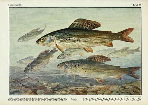 Reproducción/Reproduction 6103146412: Unsere Süßwasserfische Leipzig :Quelle & Meyer,1913