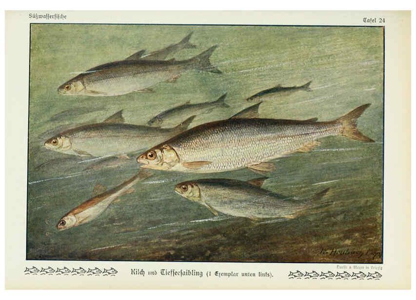 Reproducción/Reproduction 6102600905: Unsere Süßwasserfische Leipzig :Quelle & Meyer,1913