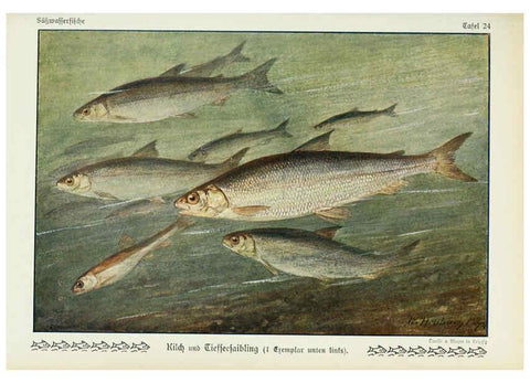 Reproducción/Reproduction 6102600905: Unsere Süßwasserfische Leipzig :Quelle & Meyer,1913