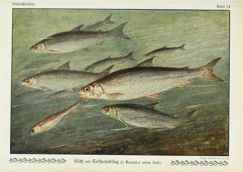Reproducción/Reproduction 6102600905: Unsere Süßwasserfische Leipzig :Quelle & Meyer,1913