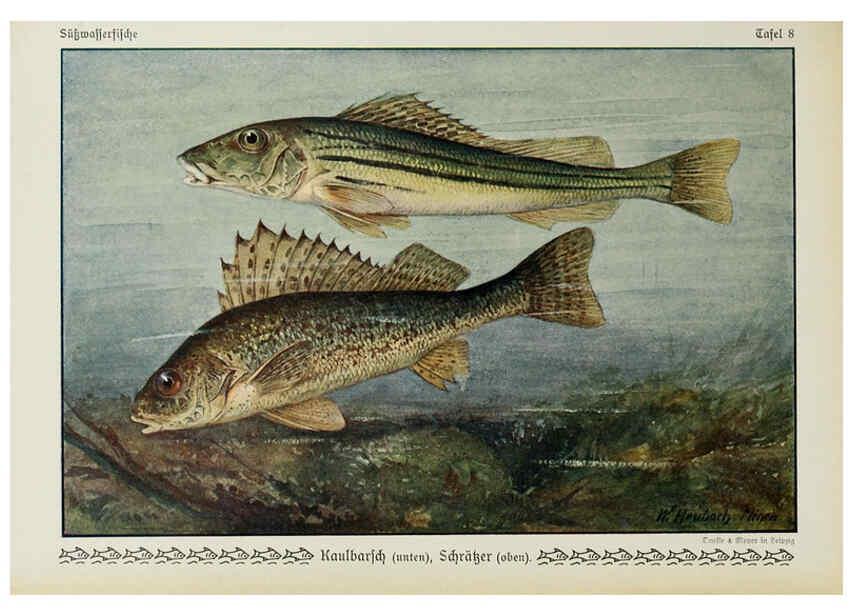 Reproducción/Reproduction 6103142132: Unsere Süßwasserfische Leipzig :Quelle & Meyer,1913