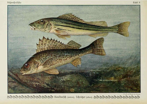 Reproducción/Reproduction 6103142132: Unsere Süßwasserfische Leipzig :Quelle & Meyer,1913