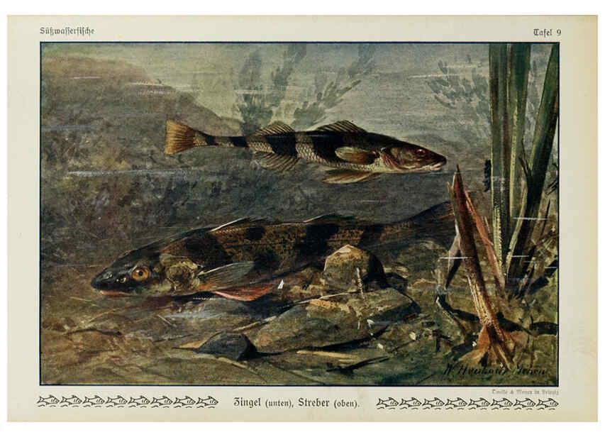 Reproducción/Reproduction 6103142394: Unsere Süßwasserfische Leipzig :Quelle & Meyer,1913