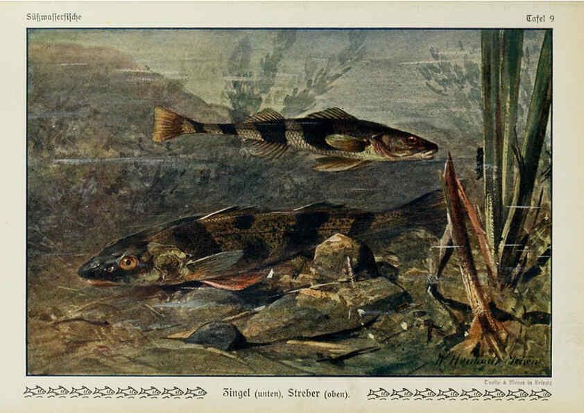 Reproducción/Reproduction 6103142394: Unsere Süßwasserfische Leipzig :Quelle & Meyer,1913