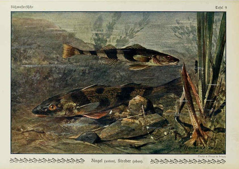 Reproducción/Reproduction 6103142394: Unsere Süßwasserfische Leipzig :Quelle & Meyer,1913