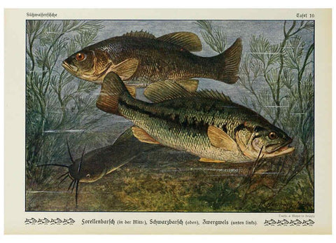 Reproducción/Reproduction 6102597325: Unsere Süßwasserfische Leipzig :Quelle & Meyer,1913