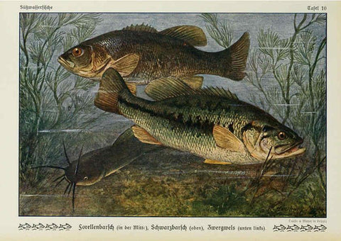 Reproducción/Reproduction 6102597325: Unsere Süßwasserfische Leipzig :Quelle & Meyer,1913