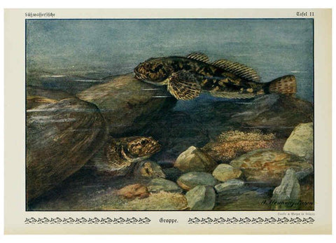 Reproducción/Reproduction 6102597595: Unsere Süßwasserfische Leipzig :Quelle & Meyer,1913