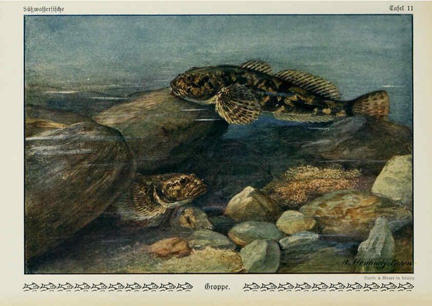 Reproducción/Reproduction 6102597595: Unsere Süßwasserfische Leipzig :Quelle & Meyer,1913