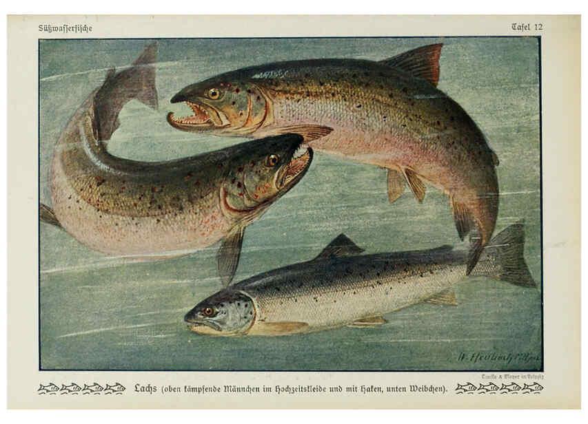 Reproducción/Reproduction 6103143124: Unsere Süßwasserfische Leipzig :Quelle & Meyer,1913