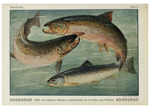 Reproducción/Reproduction 6103143124: Unsere Süßwasserfische Leipzig :Quelle & Meyer,1913