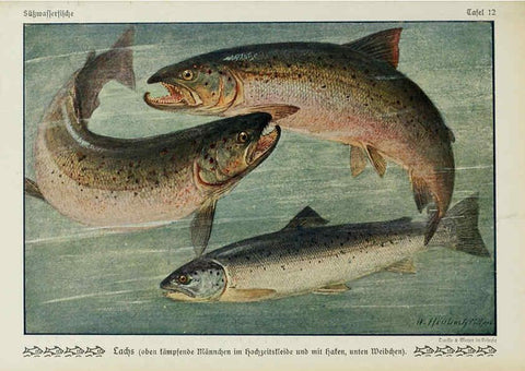 Reproducción/Reproduction 6103143124: Unsere Süßwasserfische Leipzig :Quelle & Meyer,1913