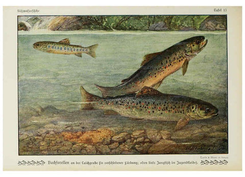 Reproducción/Reproduction 6103143348: Unsere Süßwasserfische Leipzig :Quelle & Meyer,1913