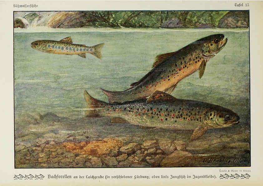 Reproducción/Reproduction 6103143348: Unsere Süßwasserfische Leipzig :Quelle & Meyer,1913