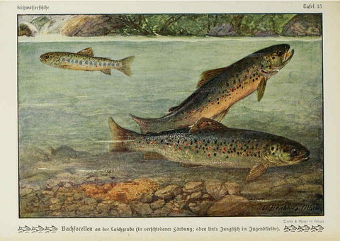 Reproducción/Reproduction 6103143348: Unsere Süßwasserfische Leipzig :Quelle & Meyer,1913
