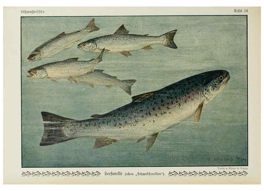 Reproducción/Reproduction 6102598245: Unsere Süßwasserfische Leipzig :Quelle & Meyer,1913