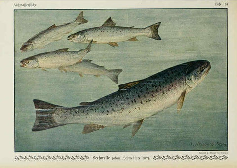 Reproducción/Reproduction 6102598245: Unsere Süßwasserfische Leipzig :Quelle & Meyer,1913