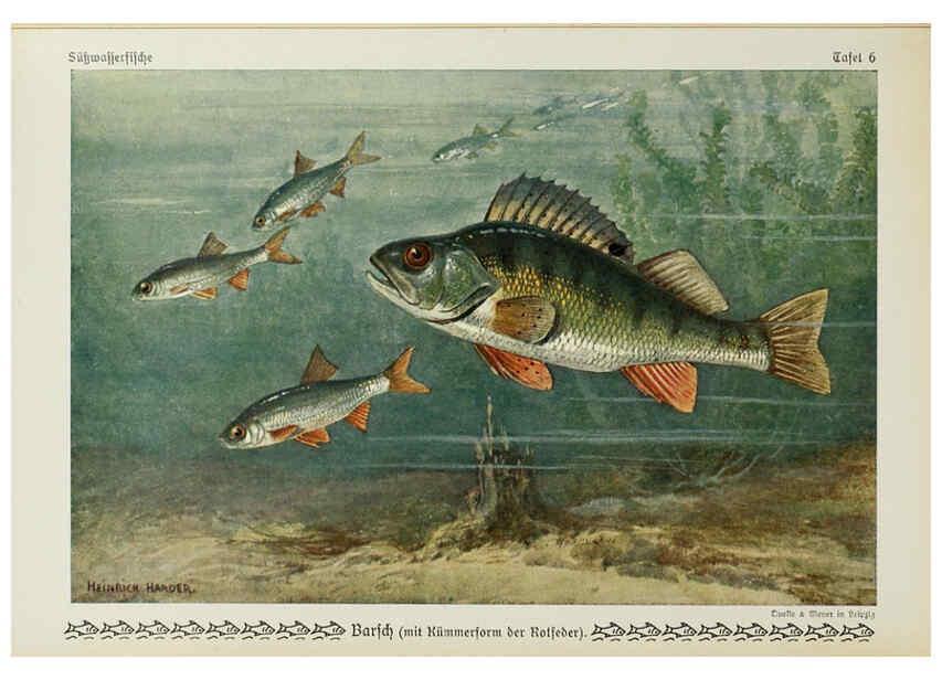 Reproducción/Reproduction 6103141628: Unsere Süßwasserfische Leipzig :Quelle & Meyer,1913