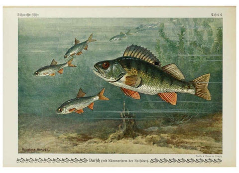 Reproducción/Reproduction 6103141628: Unsere Süßwasserfische Leipzig :Quelle & Meyer,1913