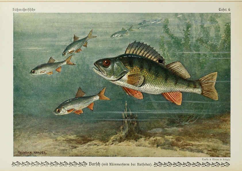 Reproducción/Reproduction 6103141628: Unsere Süßwasserfische Leipzig :Quelle & Meyer,1913