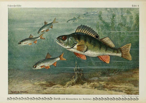 Reproducción/Reproduction 6103141628: Unsere Süßwasserfische Leipzig :Quelle & Meyer,1913